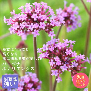 y\Ezh c o[xi {iGVX 9cmO|bg ̍ {[_[ K[f 񂻂 N y10{菇z