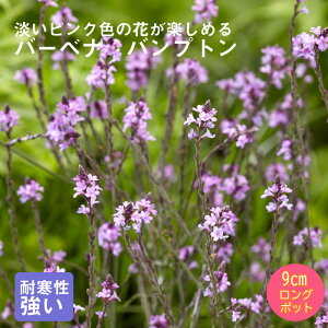 y\Ezh c o[xi ovg 9cmO|bg ̍ {[_[ K[f 񂻂 Ny11{菇z