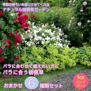 y\zh c Zbg 9cmO|bg oɍ o 6i v炢 A\[gZbg K[fjO 뉀 y12{菇z