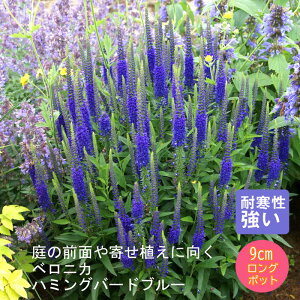 y\Ezh c xjJ n~Oo[hu[ 9cmO|bg io^ij oɍ 񂻂 Ny11{菇z