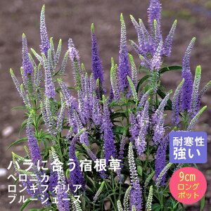 y\Ezh c xjJ MtHA u[VF[Y 9cmO|bg oɍ 񂻂 Ny11{菇z