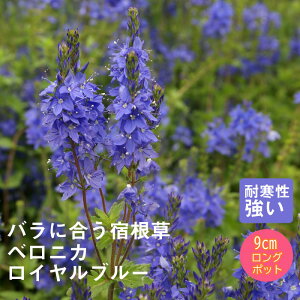 y\Ezh c xjJ Cu[ 9cmO|bg oɍ 񂻂 N yjAy11{菇z