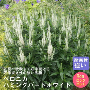 y\Ezh c xjJ n~Oo[hzCg 9cmO|bg io^ij oɍ 񂻂 Ny11{菇z