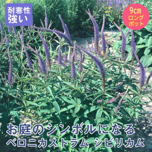 y\Ezh c xjJXg VrJ 9cmO|bg ̍ {[_[ K[f 񂻂 N y11{菇z