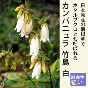 y\Ezh c Jpj |  9cmO|bg A A VF[hK[f 񂻂 Ny10{菇z