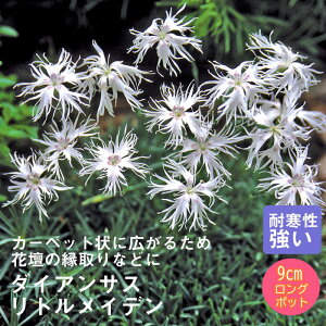 y\Ezh c _CATX gCf 9cmO|bg oɍ 񂻂 N yjAy11{菇z