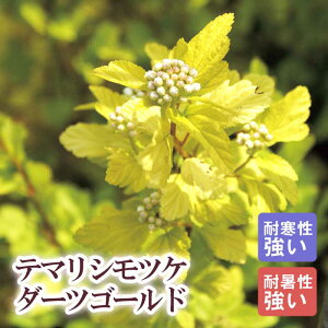 y\Eze}VcP _[cS[h 21cm܂24cm|bg(TCY܂) 唫 c Vu  Ϗ ϊy11{菇z