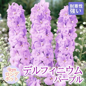 y\Ezh c ftBjE p[v 9cmO|bg 񂻂 N yjAy11{菇z