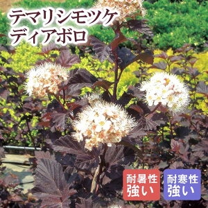 y\Eze}VcP fBA{ 21cm܂24cm|bg(TCY܂) 唫 c Vu t  Ϗ ϊy11{菇z