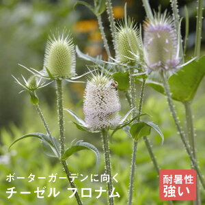 y\Ezh c `[[ ti 9cmO|bg ̍ 񂻂 N yjAy11{菇z