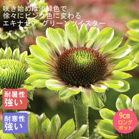 【予約・早割】宿根草 苗 エキナセア グリーンツイスター 9cmロングポット 切り花向け しゅっこんそう 多年草 ペレニアル【11月中下旬より順次発送】