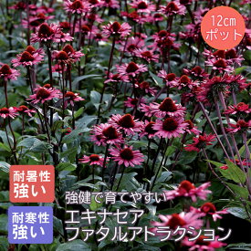 プレミアム 宿根草 苗 エキナセア ファタルアトラクション 12cmポット しゅっこんそう 多年草 ペレニアル