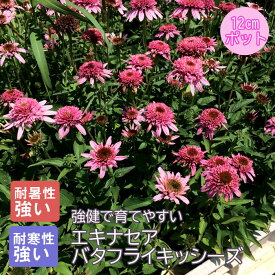 プレミアム 宿根草 苗 エキナセア バタフライキッシーズ 12cmポット しゅっこんそう 多年草 ペレニアル