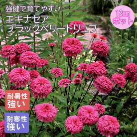【予約・早割】プレミアム 宿根草 苗 エキナセア ブラックベリートリュフ 12cmポット しゅっこんそう 多年草 ペレニアル【11月中下旬より順次発送】