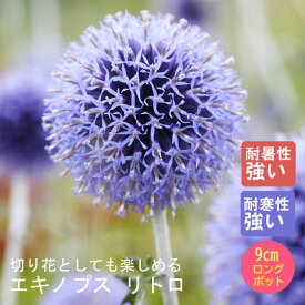 宿根草 苗 エキノプス リトロ 9cmロングポット 切り花向け しゅっこんそう 多年草 ペレニアル
