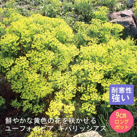 宿根草 苗 ユーフォルビア キパリッシアス 9cmロングポット 草丈の低い しゅっこんそう 多年草 ペレニアル