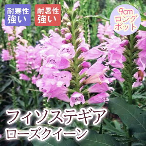 y\Ezh c tB\XeMA [YNC[ 9cmO|bg ɋ ؂Ԍ 񂻂 N y10{菇z