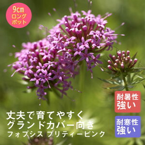 y\Ezh c tHvVX veB[sN A A 9cmO|bg A A VF[h K[f Ny10{菇z