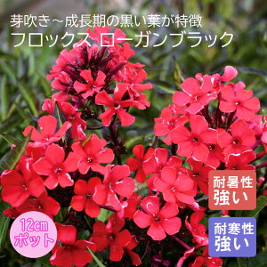 y\Ezv~A h c tbNX [KubN 12cm|bg 񂻂 Ny11{菇z