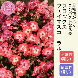 y\Ezv~A h c tbNX tFC}XR[ 12cm|bg 񂻂 Ny10{菇z