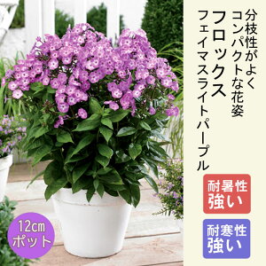 y\Ezv~A h c tbNX tFC}XCgp[v 12cm|bg 񂻂 Ny10{菇z