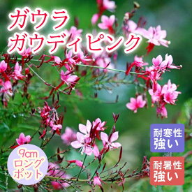 宿根草 苗 ガウラ ガウディピンク 9cmロングポット 暑さに強い 耐暑性 しゅっこんそう 多年草 ペレニアル