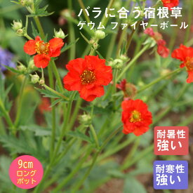宿根草 苗 ゲウム ファイヤーボール 9cmロングポット バラに合う しゅっこんそう 多年草 ペレニアル