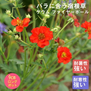 y\Ezh c QE t@C[{[ 9cmO|bg oɍ 񂻂 N yjAy11{菇z