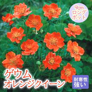 y\Ezh c QE IWNC[ 9cmO|bg oɍ 񂻂 N yjAy11{菇z