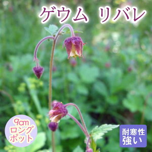 y\Ezh c QE o 9cmO|bg 񂻂 N yjA oɍy11{菇z