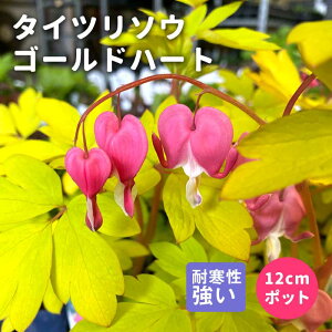 y\Ezv~A h c 肻 ^Cc\E S[hn[g (fBZgXyN^rX) 12cm|bg Ay11{菇z