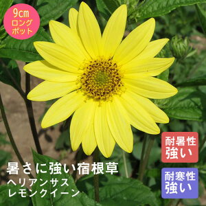 y\Ezh c wATX NC[ 9cmO|bg ɋ Ϗ 񂻂 N yjAy11{菇z