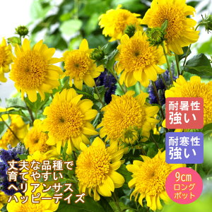 y\Ezh c wATX nbs[fCY 9cmO|bg ɋ Ϗ 񂻂 N yjAy11{菇z