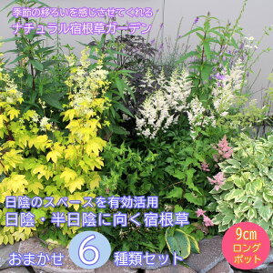 y\Ezh c Zbg 9cmO|bg A A VF[hK[f 6i v炢 A\[g y10{菇z