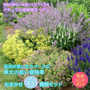 y\Ezh c Zbg 9cmO|bg ̒Ⴂ 6i v炢 A\[gZbg | K[fjO y11{菇z