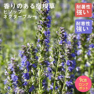 y\Ezh c q\bv lN^[u[ 9cmO|bg ɋ Ϗ 񂻂 N yjAy11{菇z