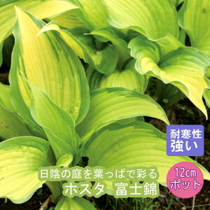y\Ezv~A h c zX^ xm 12cm|bg 񂻂 N M{EVy10{菇z