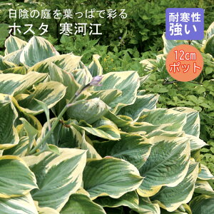 y\Ezv~A h c zX^ ͍] 12cm|bg M{EV A A 񂻂 Ny10{菇z