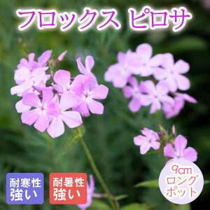 y\Ezh c tbNX sT 9cmO|bg ɋ 񂻂 N yjAy11{菇z