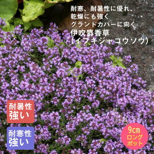 y\Ezh c CuLWRE\E ɐl 9cmO|bg ̒Ⴂ OhJo[y10{菇z