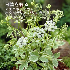 楽天市場 レースフラワー 苗 花 ガーデン Diy の通販