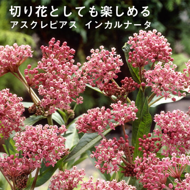 楽天市場 宿根草 苗 アスクレピアス インカルナータ ９ｃｍロングポット 草丈の高い ボーダー ガーデン しゅっこんそう 多年草 ペレニアル 花の大和 楽天市場店