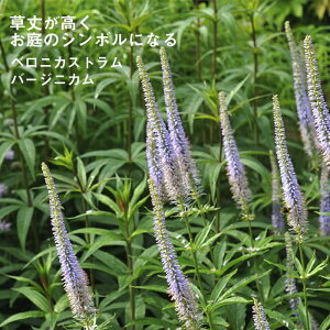 y\Ezh c xjJXg o[WjJ 9cmO|bg ̍ {[_[ K[f 񂻂 Ny11{菇z