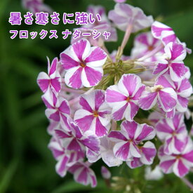 楽天市場 宿根 フロックス 花の通販 楽天市場 宿根 フロックス 花の通販
