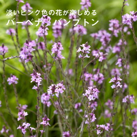 楽天市場 宿根草 バーベナの通販 楽天市場 宿根草 バーベナの通販