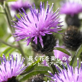 楽天市場 バラ に 合う 宿根草の通販