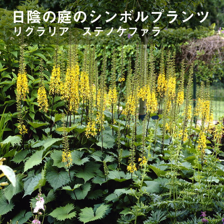 楽天市場 宿根草 苗 リグラリア ステノケファラ ９ｃｍロングポット 日陰 半日陰 シェード ガーデン しゅっこんそう 多年草 ペレニアル 花の大和 楽天市場店