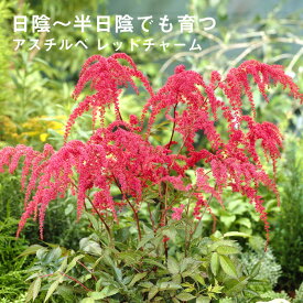 楽天市場 宿根草 アスチルベの通販