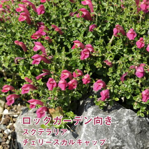 苗 テラリアの人気商品 通販 価格比較 価格 Com