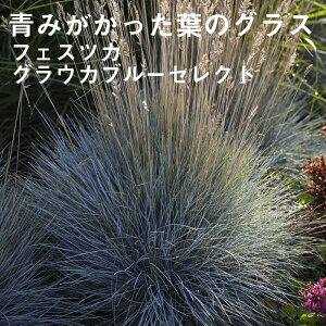 y\Ezh c tFXcJ OEJu[ZNg 9cmO|bg OX ̒Ⴂ 񂻂 Ny11{菇z